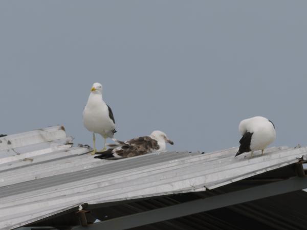 Kelpmeeuw (Larus dominicanus)